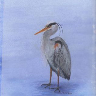 Colored pencil and watercolor painting of a blue heron standing in water