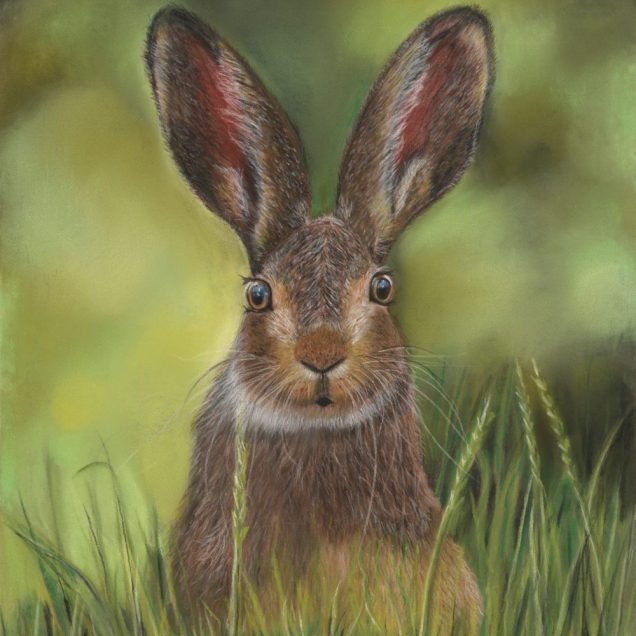 Pastel painting of a hare with a look of surprise on its face sitting alert in the grass