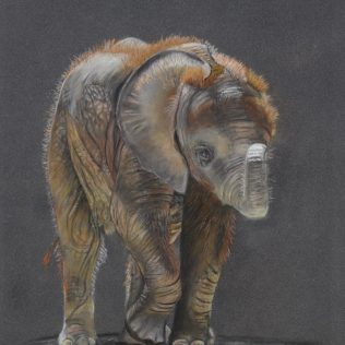 Pastel painting of a baby elephant on a grey background