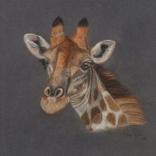 Pastel painting of a giraffe on a grey backgrounds