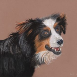 Pastel Painting of Australian Shepard on a brown background