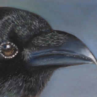 Pastel painting of close-up view of a raven's beak and head