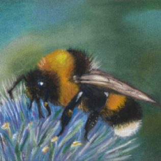 Pastel painting of a honey bee on a blue flower
