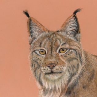 pastel painting of a lynx on a peach background